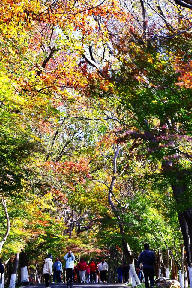 秋日美学暴击！正是赤橙黄绿时~