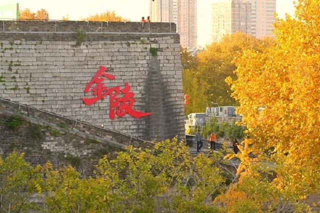 “西红柿炒蛋树”排队？快来秦淮开启“金黄时刻”！