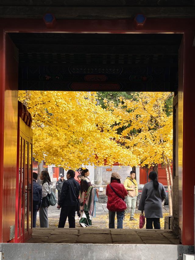 雨后天晴，承恩寺秒变“黄金殿”！银杏铺满院，古韵拉满格