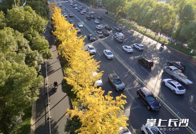 芙蓉路变身“金色大道”｜组图