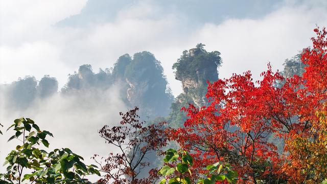 红叶点缀峰林云海，快来张家界赏绝美秋色！