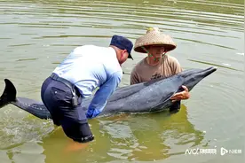 3小时21瓶水！6岁海豚有救了图片