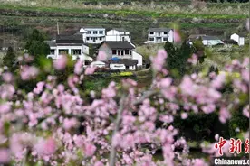 四川蓬安：桃李花开引客来图片