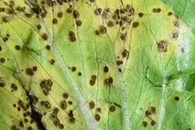 大白菜上的黑点是什么？还能吃吗？一文了解图片