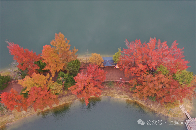 阳明湖最新“枫”情预告