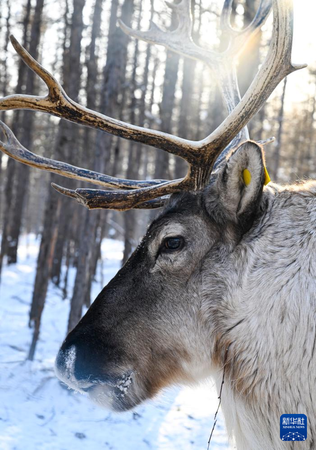 内蒙古根河：壮美的“中国冷极”