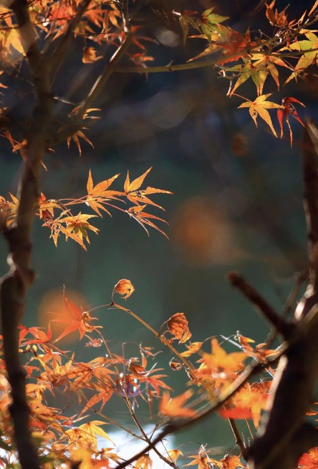 没想到，冬日的黎明湖公园这么美！