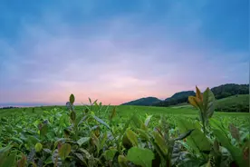 把好资源做成好品牌，在贵州石阡奏响粤黔协作“振兴曲”图片