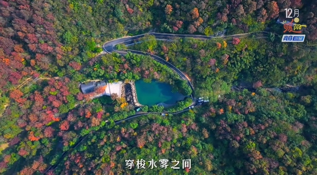 舟山这片彩色森林，迎来最佳观赏期！已经有人拍到了……