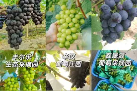 武汉周边超全葡萄采摘园合集来啦图片