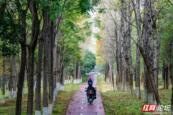 岁暖时刻丨长沙岳麓区藏着条林道，一步是一景