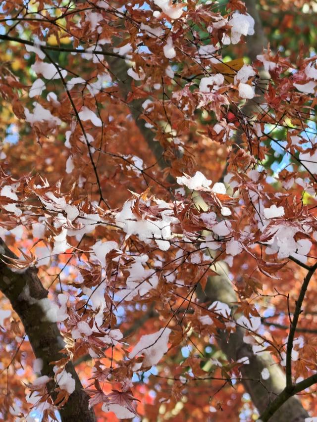 上海秋景天花板 嘉定秋霞圃红叶美翻了！