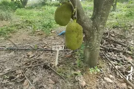 种下菠萝蜜，收获双季金！驻城月镇工作队产业调研探新路图片