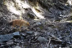 “豺狼虎豹”里的“豺”罕见现身甘孜巴塘，系国家一级重点保护野生动物图片