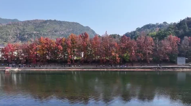 浙里“枫”光正好！多地红叶进入最佳观赏期 解锁秋冬限定浪漫