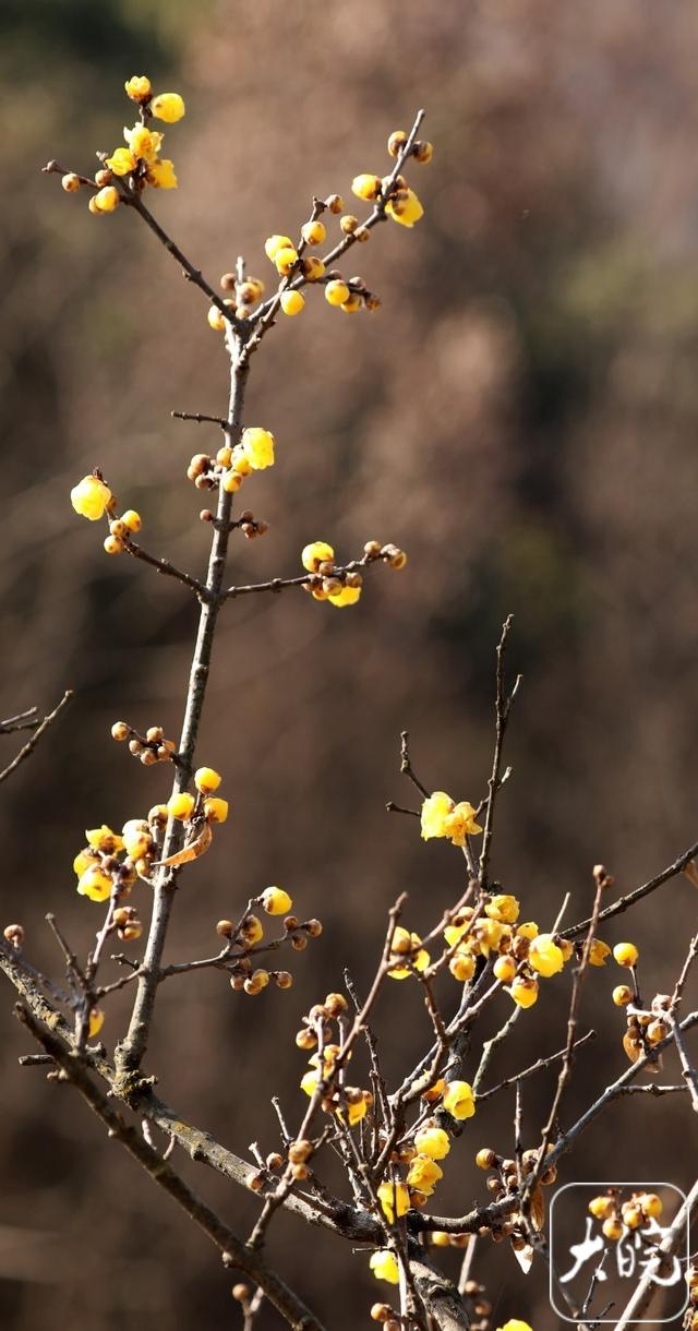 淮南舜耕山梅园：几株早梅已吐蕊 蜜蜂冬日采蜜忙