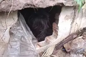 惊现“古墓派”？宁波大爷晨练发现山上老坟里躺着个人，赶紧报警图片