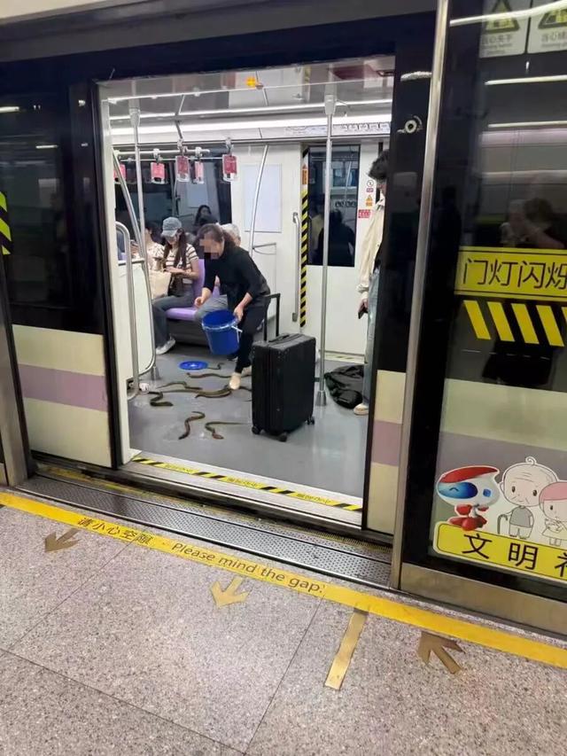 最新资讯-活的大闸蟹不能“坐”上海地铁？一天十几人被拦下，“倡议另寻出行方式”(2)