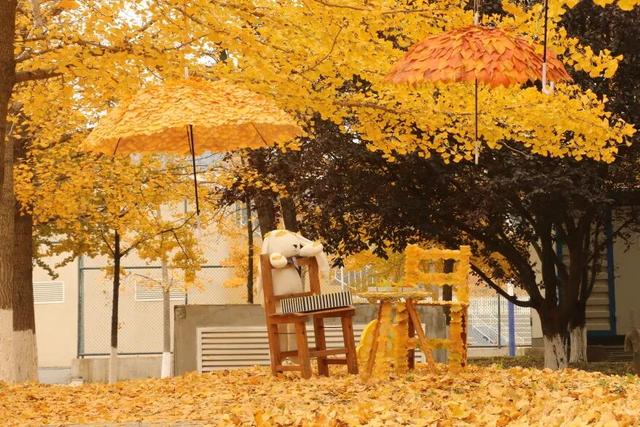 “银杏伞”火出圈！网友：不建议推广，因为我没有