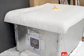 小区的猫咪如何捱过寒潮？ 南京有一家小区连续4年为流浪猫搭暖窝图片