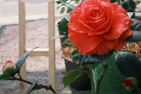 繁花迎新春！昆明各大公园系列花事活动上线图片