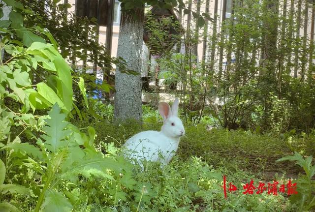 哈尔滨松北一小区宠物兔“越狱”两年繁育四代，业主有人“稀罕”有人忧，专家提醒