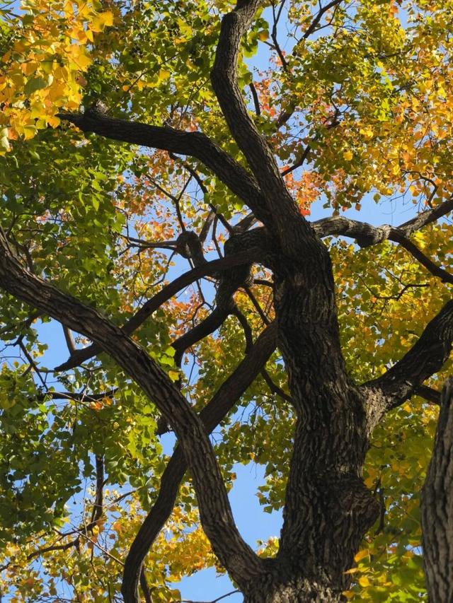 红花槭火红、银杏金黄、乌桕美如油画……静安这里藏着一片绝美秋色→