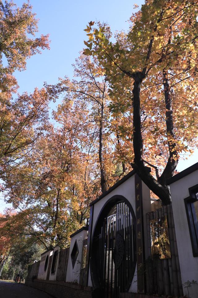 邂逅长沙最美秋天！湖南省植物园彩叶植物进入观赏期