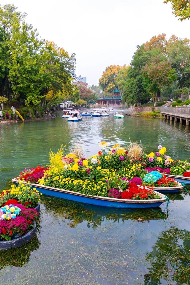 来打卡吧！江汉关前，万盆秋菊演绎“时尚绽放”