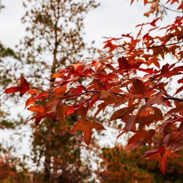去有“枫”的地方，团风大崎山“枫”景正好！