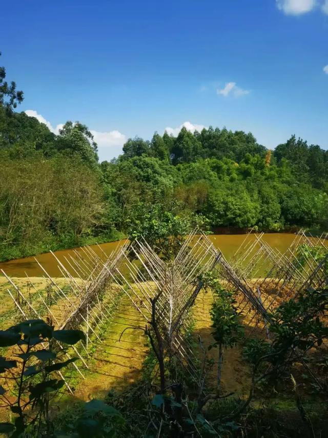 天府新区「村咖指南」