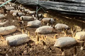 特色产业促增收 许昌东城羊肚菌迎来丰收季图片