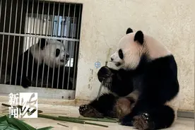 大熊猫“安安”被曝不近女色?粉丝急了：一天就知道吃吃吃!图片