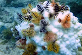 珊瑚礁白化是因为生病了？石珊瑚组织丧失疾病：从内到外的死亡图片