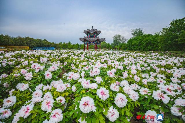在花漾菏泽 爱牡丹之都丨爱上菏泽，我们有100个理由