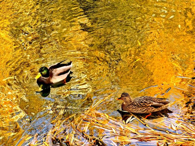 芦苇黄，河水碧，邂逅北京南长河畔的初冬
