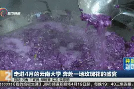 云南大学玫瑰宴冲上热搜，预约方式在这里图片