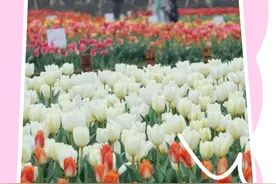 先预约再去！湖南省植物园发布出行指南：凭预约二维码或身份证入园图片