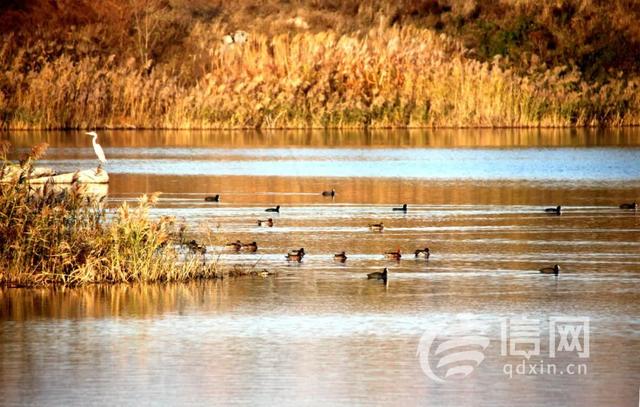 山海校园共绘秋日画卷 青岛古镇口旅居圈秋冬打卡指南发布