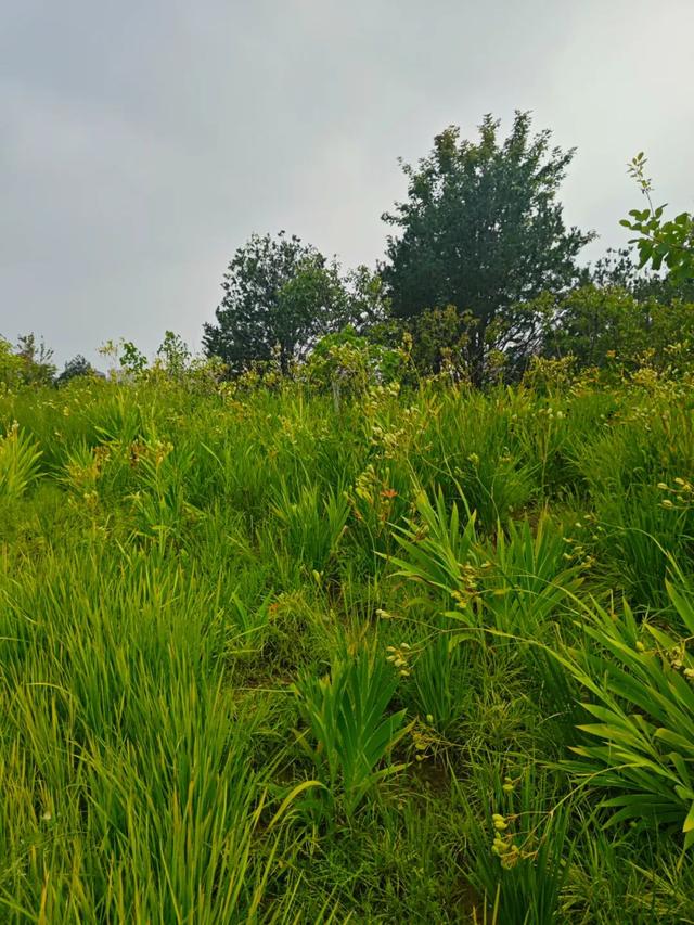 热度高！通州这个新公园到底有啥魅力？小编现场实探，附开放时间......