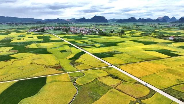 这些地方的红叶,为什么还不红?