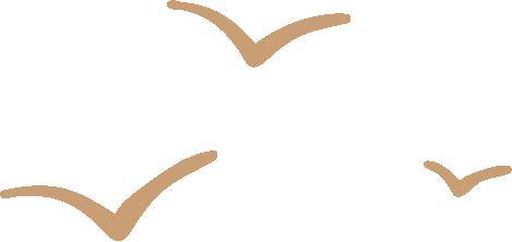 又到深圳最美观鸟季  一起“云”赏候鸟！