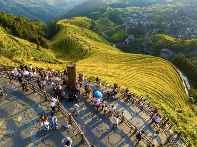 广西龙胜：梯田披“金”引客来