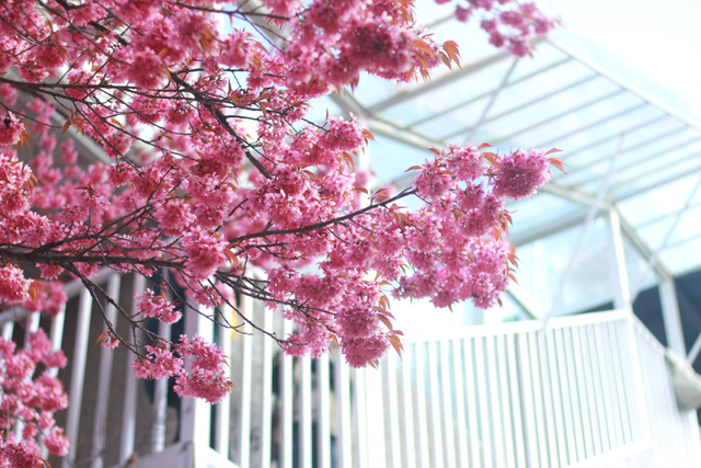 心动预警！大理这份粉色浪漫太治愈了
