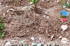 山东沂蒙山区持续干旱，果农求助！当地回应：正研究抗旱措施图片