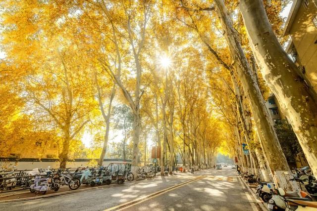 最好的秋天，在华师！