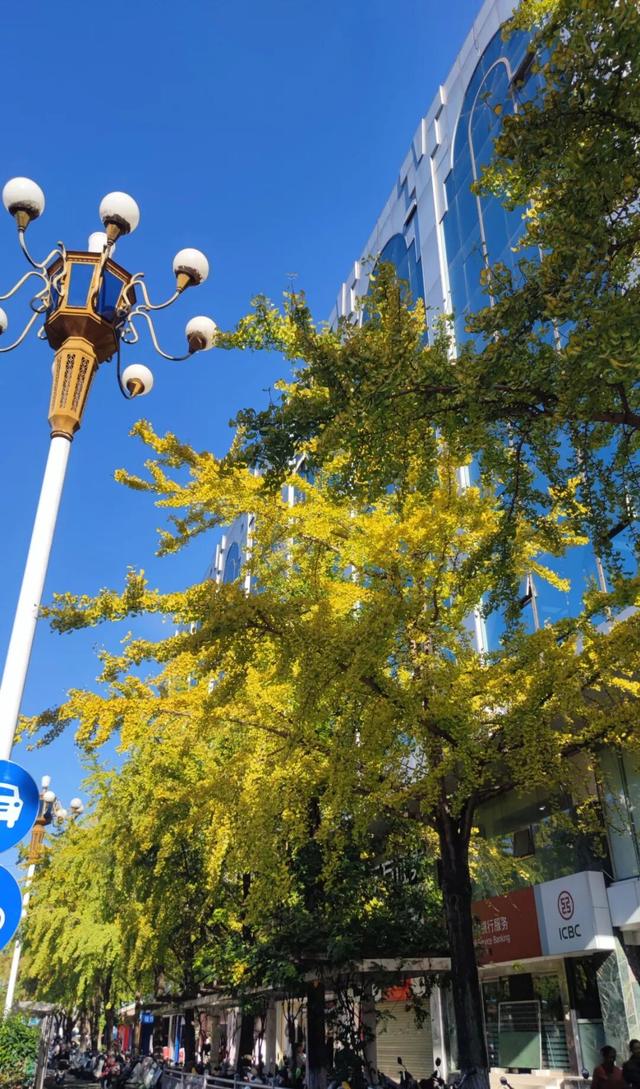 象山区的银杏也黄了，请收下这份限定的金色浪漫