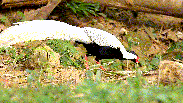 跟着《珠江》游增城！纪录片里的这些地方，一定要打卡