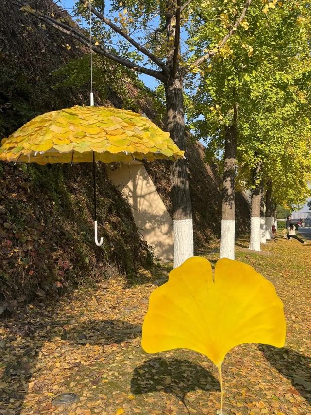 全网刷屏的“银杏伞”，南京也有！