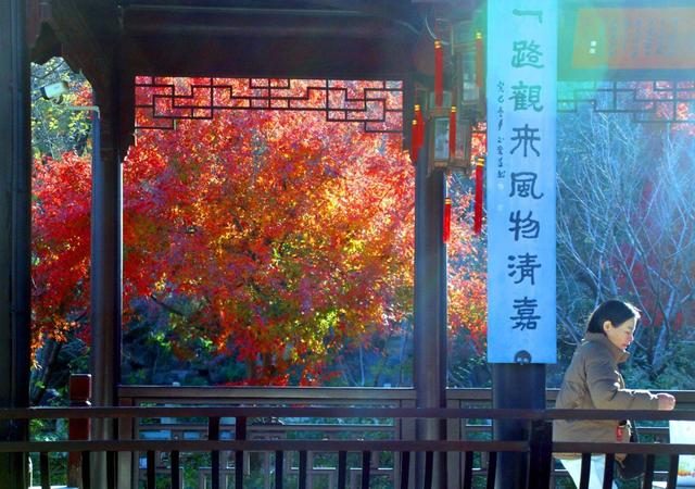 江苏苏州：虎丘“枫”景迷人
